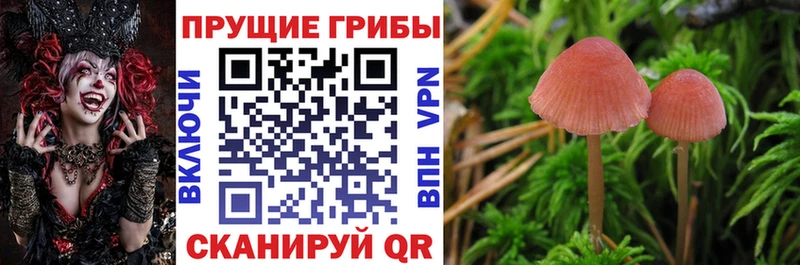 Галлюциногенные грибы мицелий  Прокопьевск 